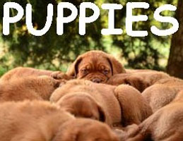 Puppies